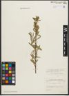Foto von Salix pycnostachya Andersson
